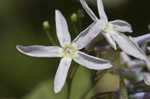 Louisiana bluestar